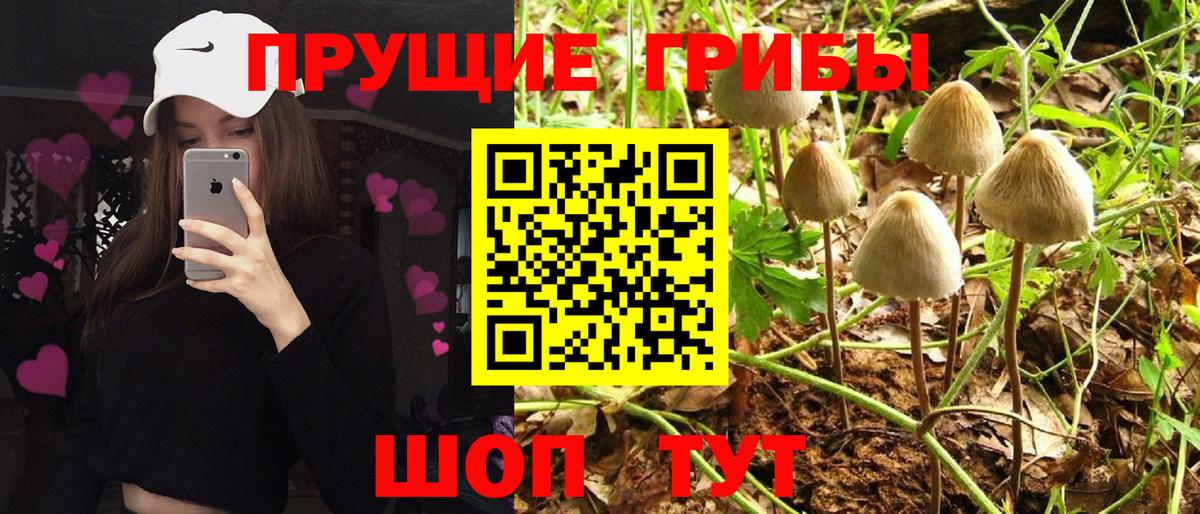 Псилоцибиновые грибы мухоморы Дивногорск